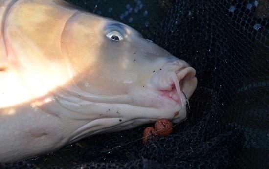 Ca sa nu-ti mai scape din carlig...